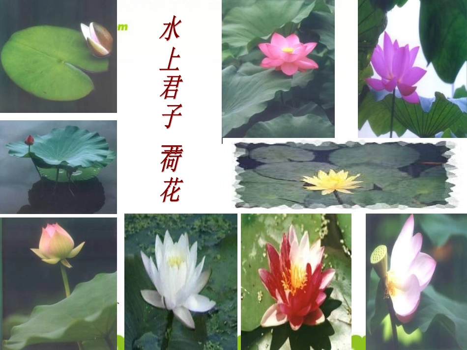 高中语文 荷塘月色4 沪教版第五册 课件_第2页