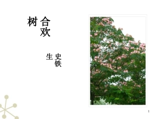 高中语文 合欢树教案课件  新人教版修(中国现代诗歌散文欣赏) 课件