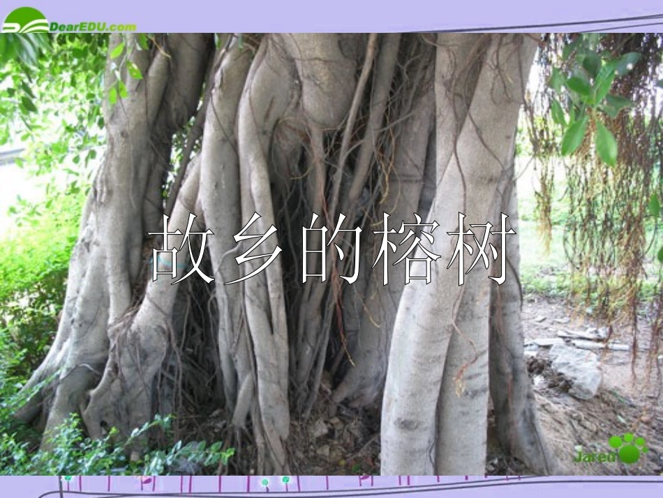 高中语文 第一单元之(故乡的榕树)课件 粤教版必修2 课件_第1页