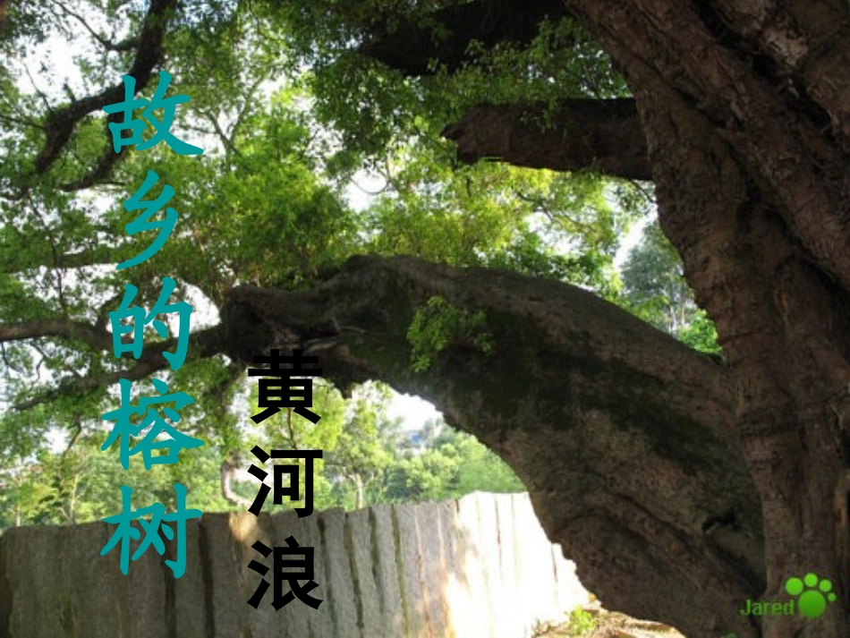 高中语文 第一单元之(故乡的榕树)课件 粤教版必修2 课件_第3页