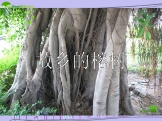 高中语文 第一单元之(故乡的榕树)课件 粤教版必修2 课件