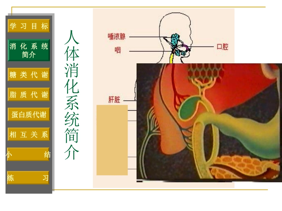 第六节 人和动物体内三大营养物质的代谢 消化系统 高二生物第三章 生物的新陈代谢课件二[整理四课时]新课标 高二生物第三章 生物的新陈代谢课件二[整理四课时]新课标_第3页
