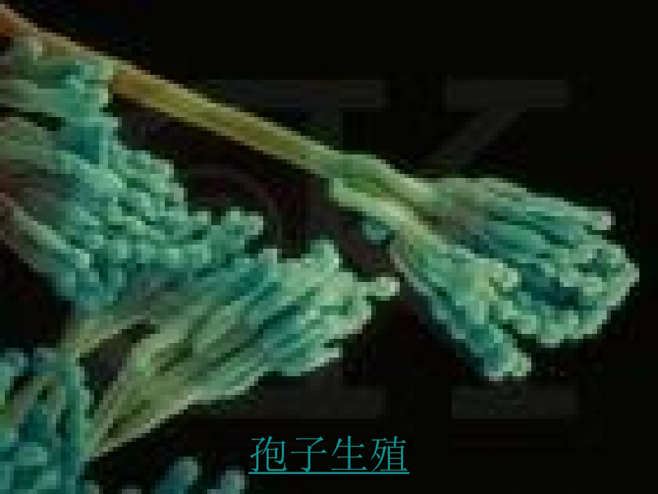 生物的无性生殖八年级生物课件示例 课件_第3页