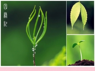 高中语文第一单元第3课囚绿记课件新人教版必修2 课件