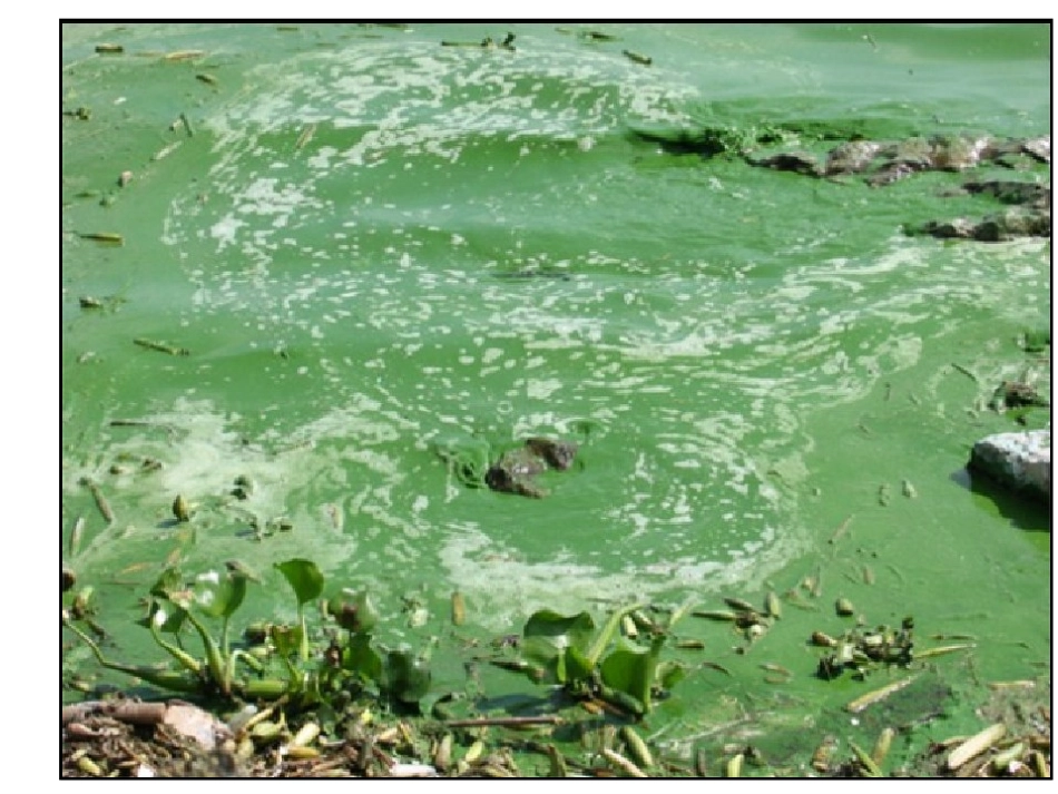 译林牛津版英语必修5模块5 unit3 project课件_第2页