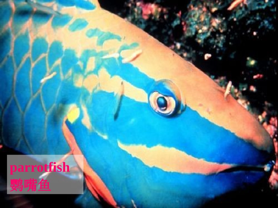 高中英语 Unit3 Using language课件 新人教版选修7 课件_第3页