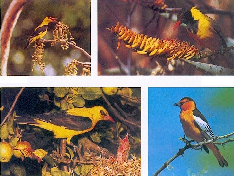 高中语文黄鹂课件2 语文版 课件_第3页