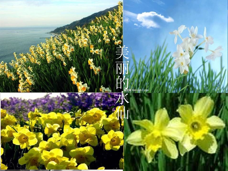 高一语文(我独自漫游，犹如一朵云)课件  课件_第2页