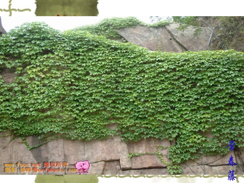 高一语文：37(最后的长春藤叶)课件沪教版 课件_第2页