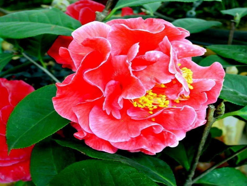 高中语文 第二单元第8课(花未眠)课件 人教版第一册 课件_第1页