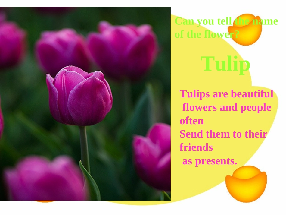 高中英语 Exploring plants-全套课件 新人教版选修9 课件_第3页