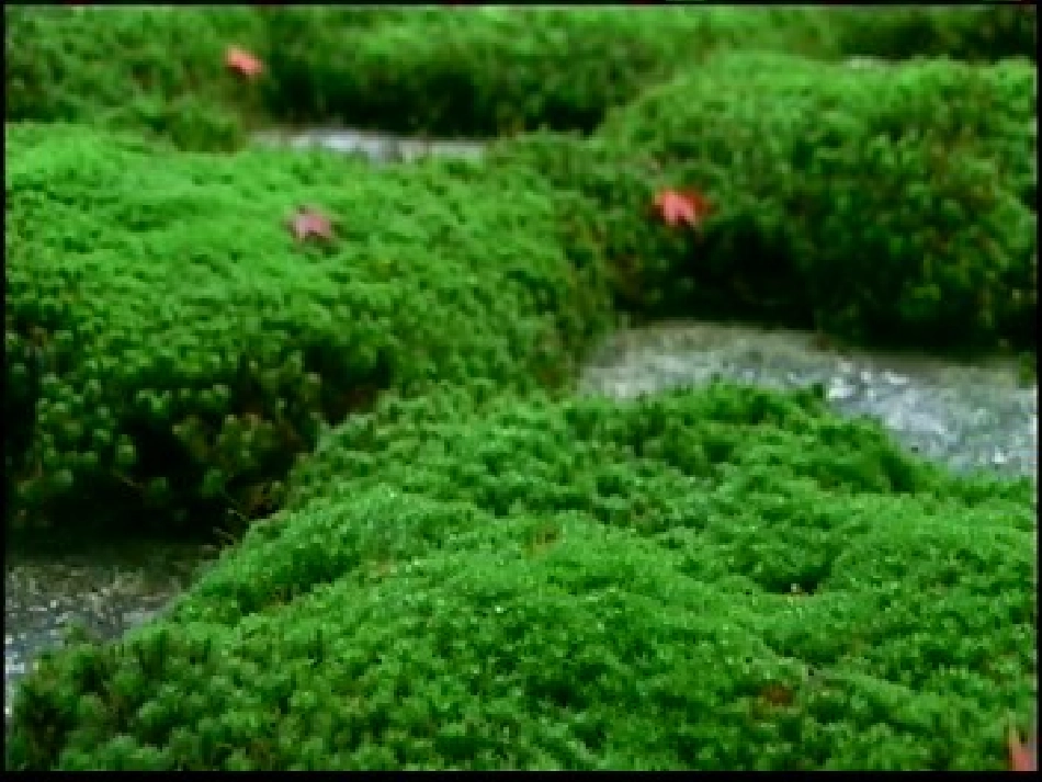 高中语文 第三单元第12课(泪珠与珍珠)课件 人教版第三册 课件_第3页