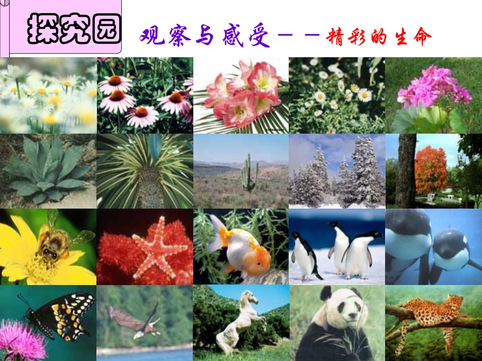 生命宝贵 七年级下学期5.1生命宝贵课件 粤教版_第3页