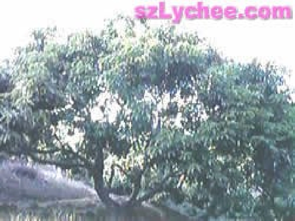 高中语文必修5南州六月荔枝丹2ppt1 课件_第3页