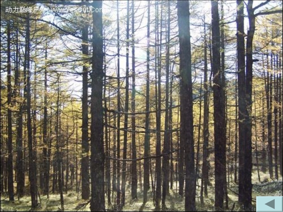 高中数学 第六课时：投影变换课件 苏教版选修4-2 课件_第2页