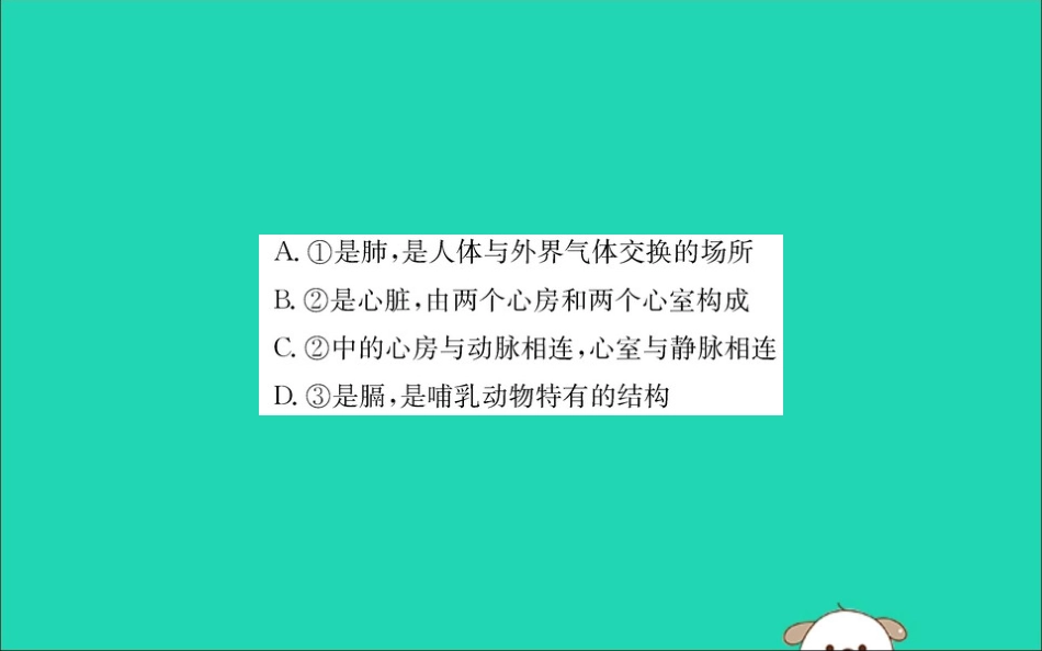 版七年级生物下册 第四单元 生物圈中的人 第四章 人体内物质的运输 3 输送血液的泵─心脏训练课件 新人教版 课件_第3页