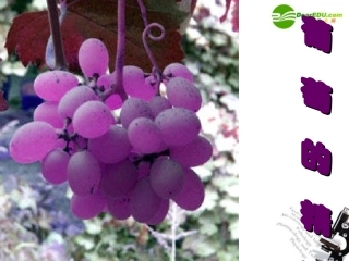 高中语文 第一单元第3课(葡萄的精灵)课件 北京版必修3 课件