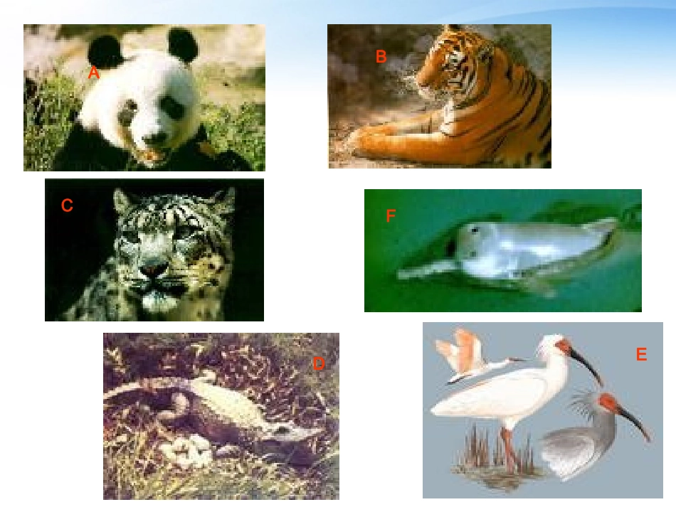 高中英语 Unit 22 Lesson 2 Endangered Species 课件1 北师大版选修8 课件_第2页