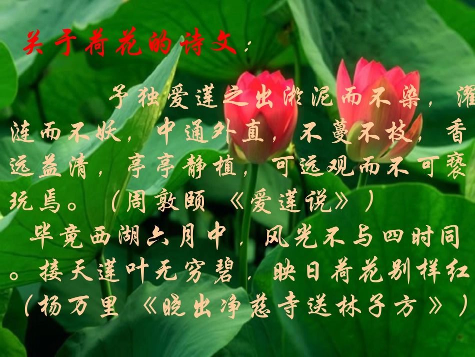 高中语文 第1课(荷塘月色)同步课件 人教版必修2 课件_第3页