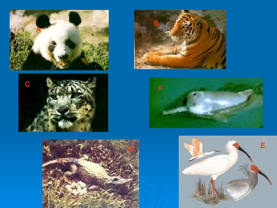 高中英语Unit 22 Lesson 2 Endangered Species 课件1北师大版选修8 课件_第2页