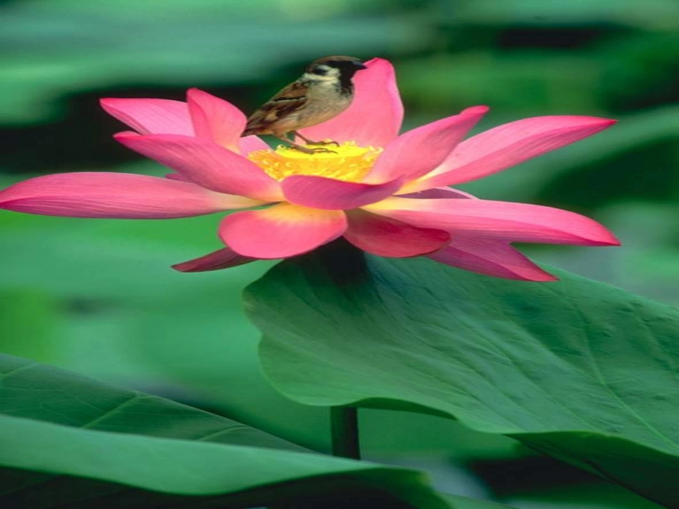 高中语文荷花淀课件2 鲁教版 必修2 课件_第1页