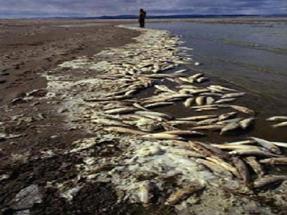 高中英语 Unit 2(Project)课件2 牛津模块选修5 课件_第3页