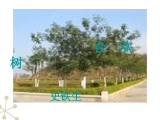 高中语文 合欢树(4)课件  新人教版修(中国现代诗歌散文欣赏) 课件