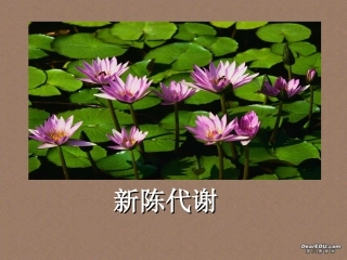 第二节 新陈代谢与ＡＴＰ 高二生物第三章 生物的新陈代谢课件一[整理四课时]新课标 高二生物第三章 生物的新陈代谢课件一[整理四课时]新课标