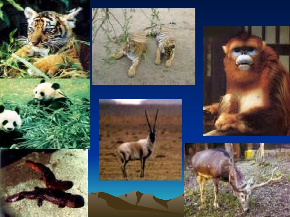高中英语必修2Unit4 Wildlife protection课件_第2页