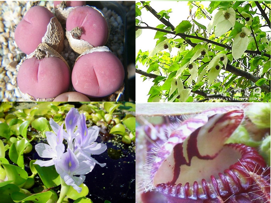 高中英语 Exploring plants-Reading课件 新人教版选修9 课件_第3页