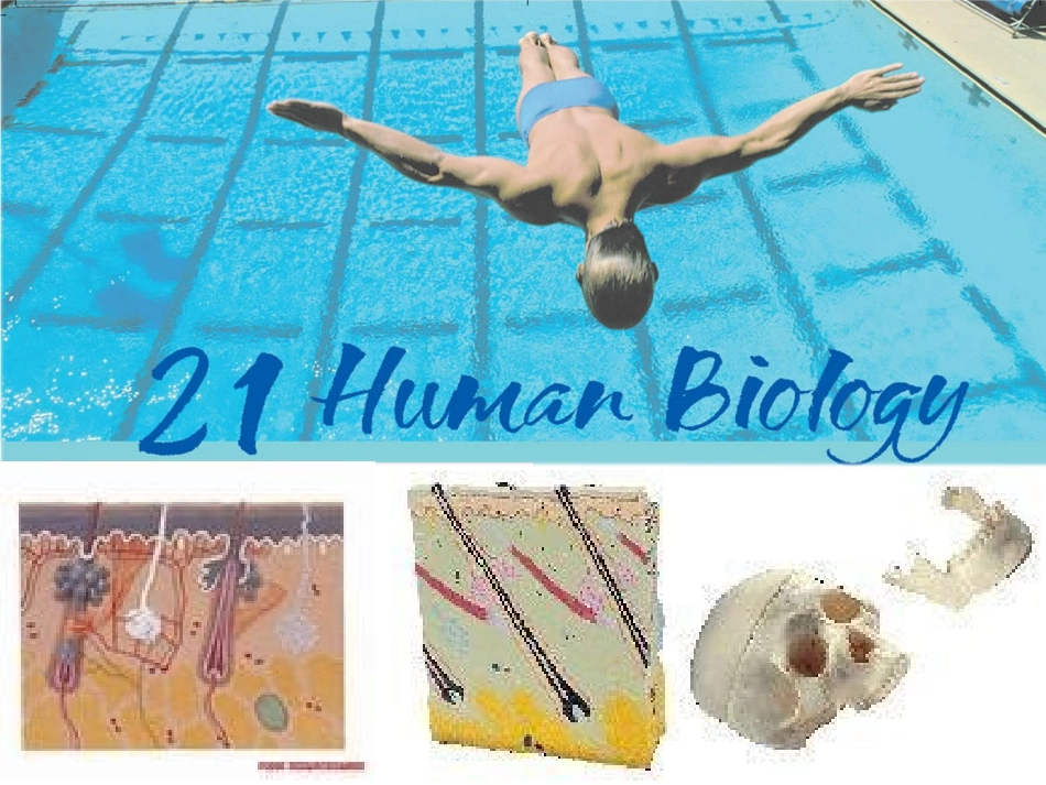 高中英语Unit 21 Human Biology Warm up课件北师大版选修7 课件_第1页