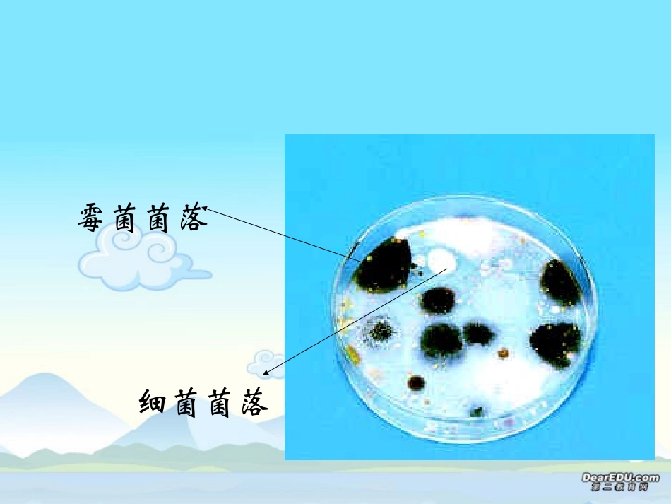 细菌和真菌的分布八年级生物第五单元第四章第一节课件示例 课件_第3页