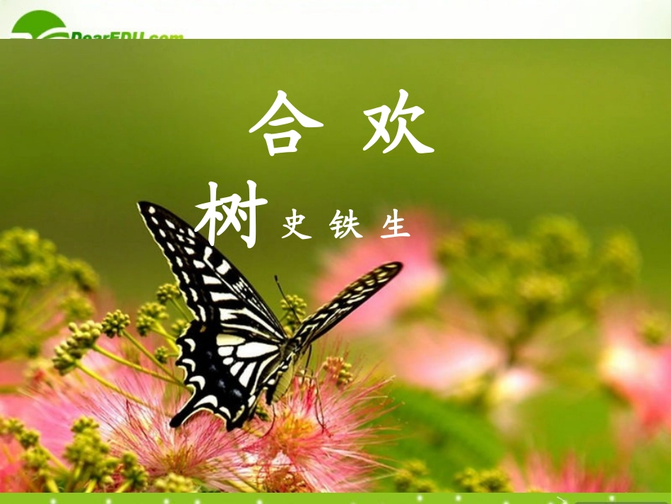 高中语文(合欢树)课件 新人教版选修(中国现代诗歌散文欣赏) 课件_第3页