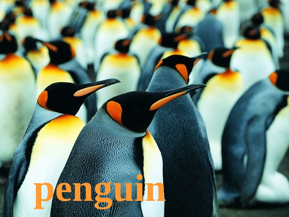 高中英语模块三 Unit 7 The sea Lesson 27 The Sea World 精品课件(北师大版)_第3页