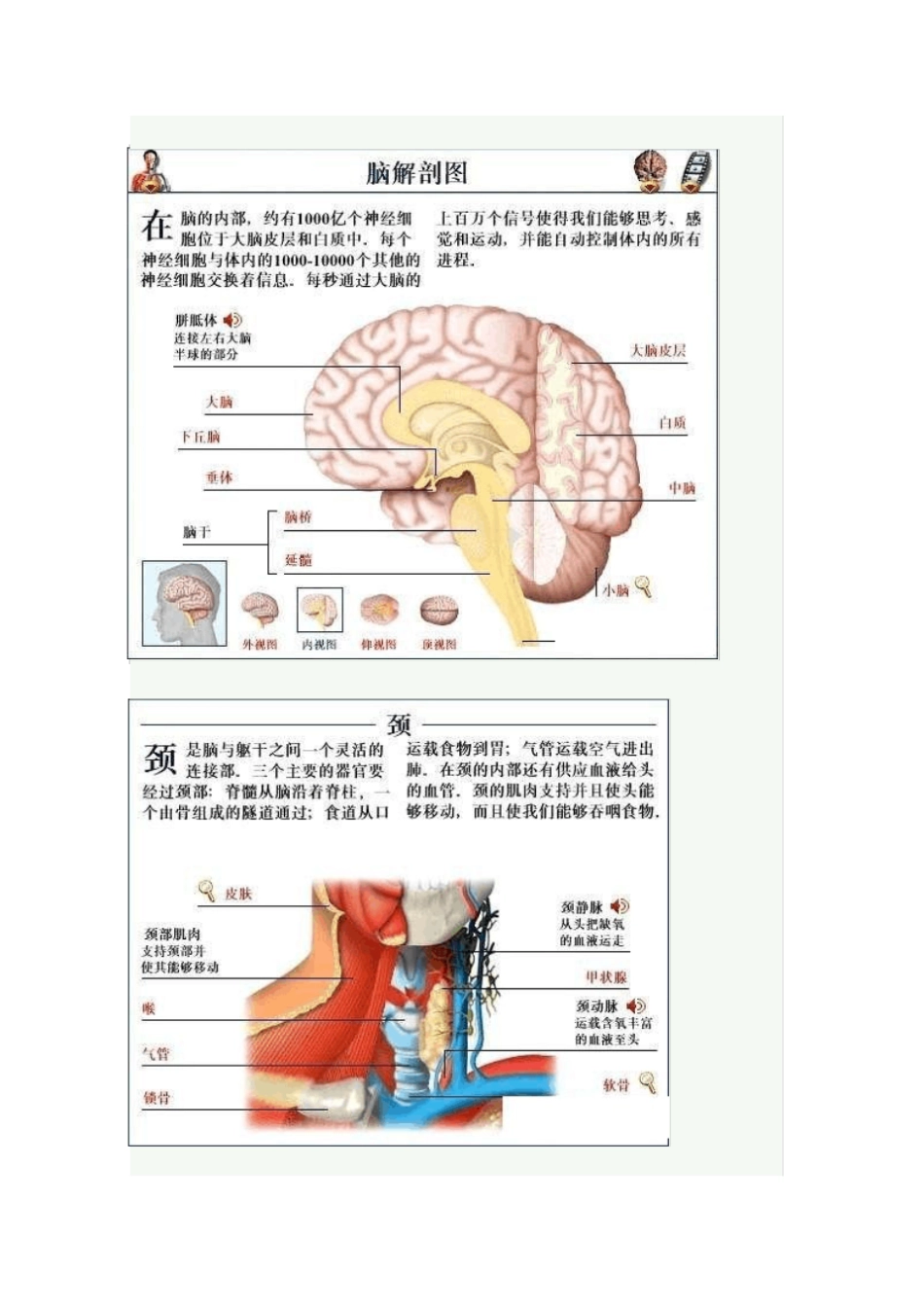 全套高清人体解剖图【55P】内含详细介绍_第2页