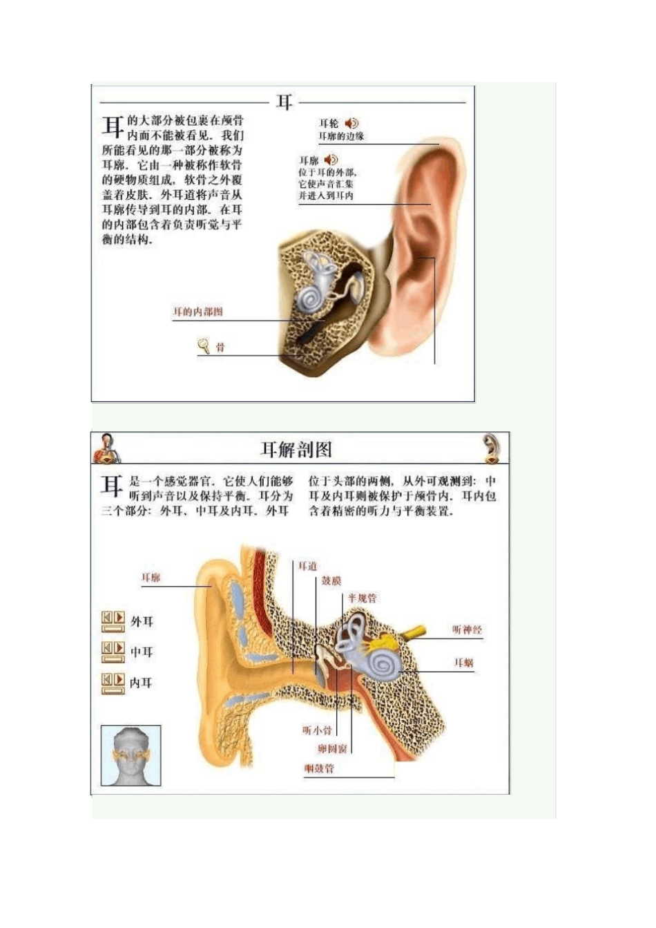 全套高清人体解剖图【55P】内含详细介绍_第3页