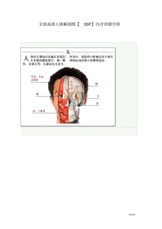全套高清人体解剖图内含详细介绍