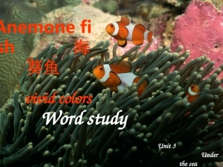 高二英语 Unit 3 Under the sea词汇知识点讲解课件 人教新目标版选修7 课件