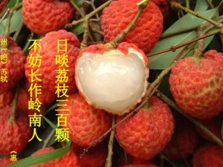 高二语文(南州六月荔枝丹)课件