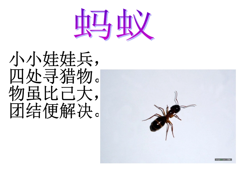 昆虫谜语：中班语言课_第2页