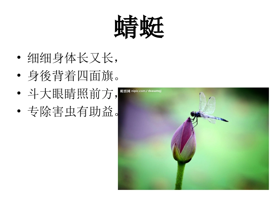 昆虫谜语：中班语言课_第3页