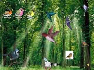 放小鸟（修改）