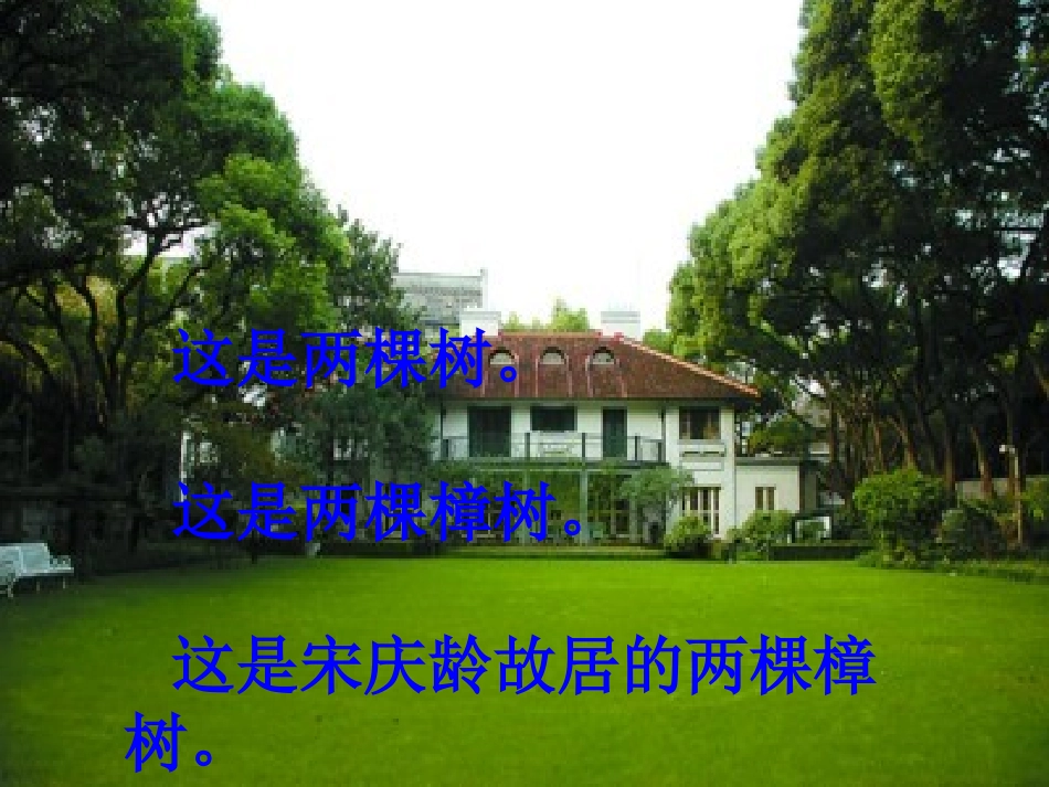 宋庆龄故居的樟树(定)_第2页