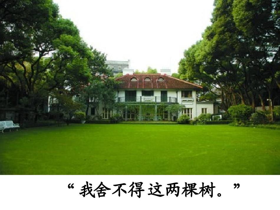 宋庆龄故居的樟树(定)_第3页