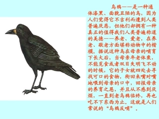 乌鸦喝水课件 (2)