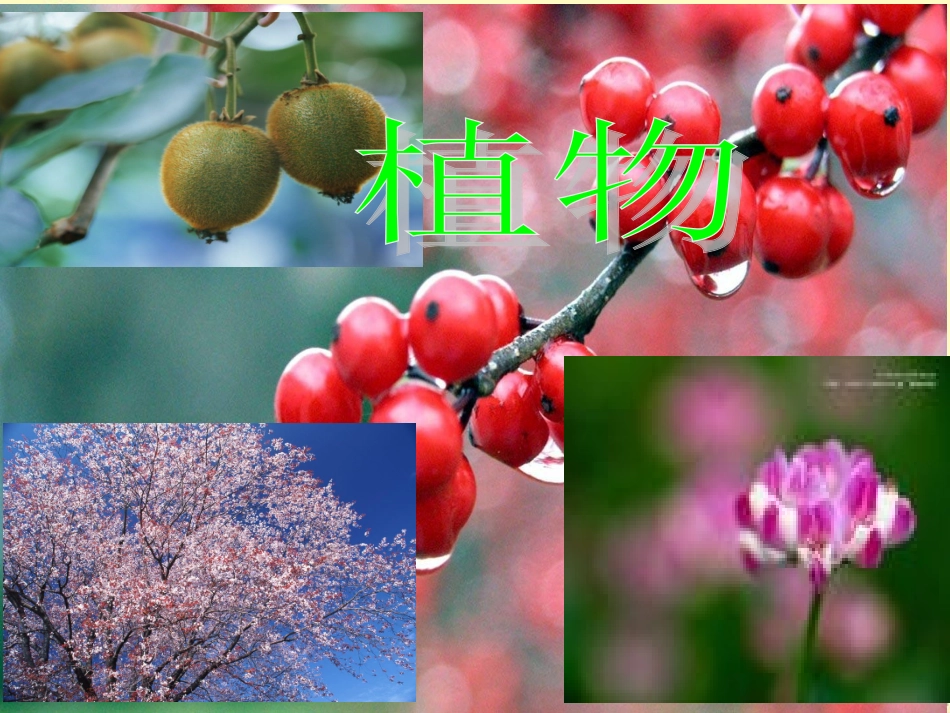 一年级生命教育羽_第3页