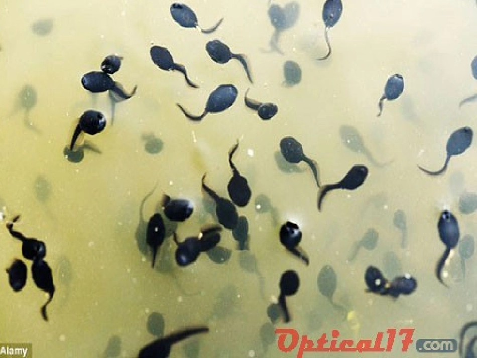 新北师大版_二年级下册_小蝌蚪的成长课件 (2)_第2页