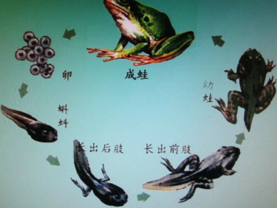 新北师大版_二年级下册_小蝌蚪的成长课件 (2)_第3页