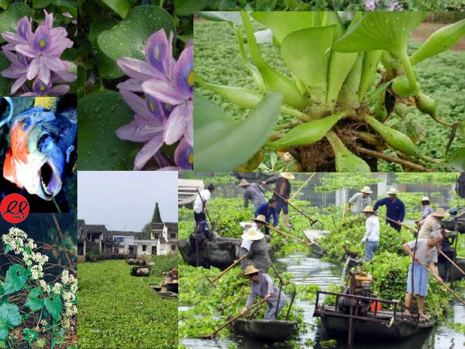 《生物入侵者》课件_第1页