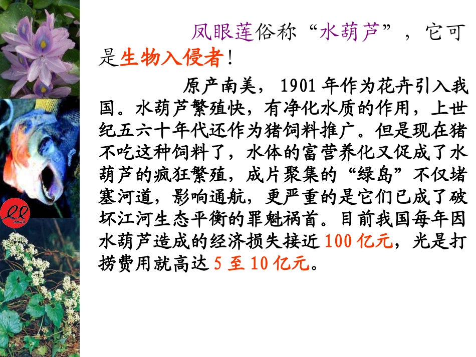 《生物入侵者》课件_第2页